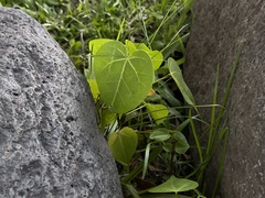 Thespesia populnea