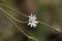 Stellaria patens