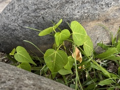 Thespesia populnea