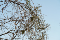 Leichhardtia australis
