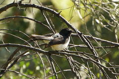 Rhipidura leucophrys
