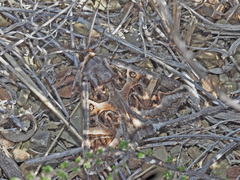 Cerocala vermiculosa