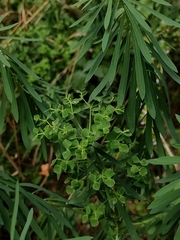 Euphorbia saratoi