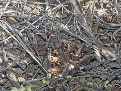 Cerocala vermiculosa