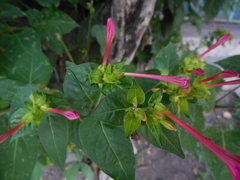 Mirabilis jalapa