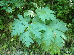 Heracleum dissectum