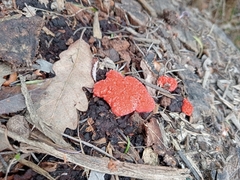 Tubifera ferruginosa