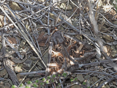 Cerocala vermiculosa