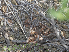 Cerocala vermiculosa