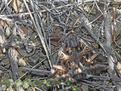 Cerocala vermiculosa