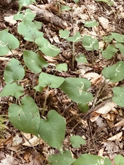 Fallopia cilinodis