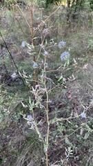 Lactuca serriola