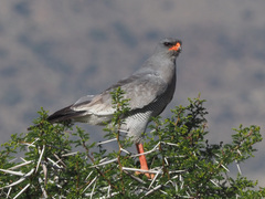 Melierax canorus canorus