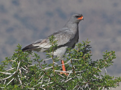 Melierax canorus canorus