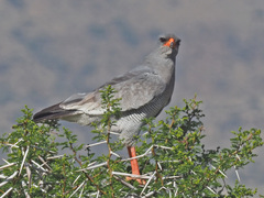 Melierax canorus canorus