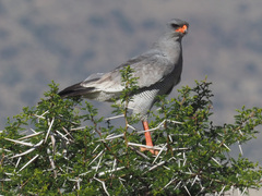 Melierax canorus canorus