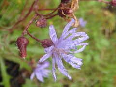 Lactuca sibirica