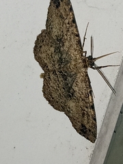 Melanolophia
