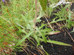 Lactuca sibirica