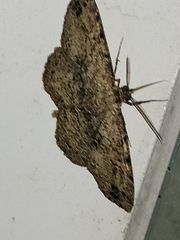 Melanolophia
