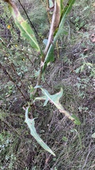 Lactuca serriola