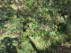 Glochidion ferdinandi