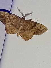 Hypagyrtis