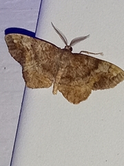 Hypagyrtis