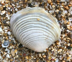 Katelysia rhytiphora