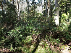 Glochidion ferdinandi