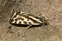 Acontia trabealis