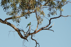 Barnardius zonarius