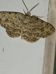 Ectropis crepuscularia