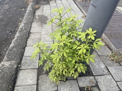 Cleome viscosa