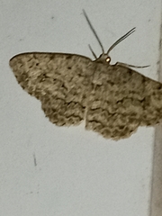 Ectropis crepuscularia