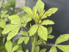 Cleome viscosa