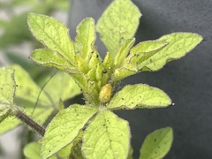 Cleome viscosa