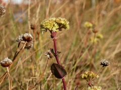 Hylotelephium maximum