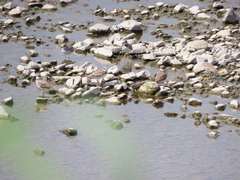 Charadrius placidus