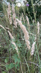 Calamagrostis epigejos