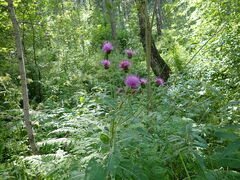 Cirsium helenioides