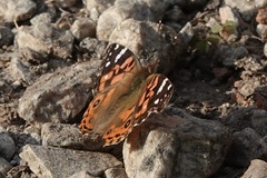 Vanessa braziliensis