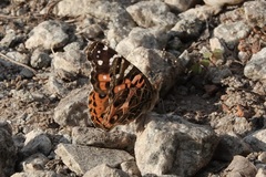 Vanessa braziliensis