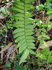 Pellaea falcata