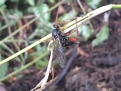 Echthromorpha intricatoria