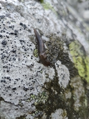 Limacoidei