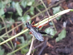 Echthromorpha intricatoria