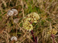 Hylotelephium maximum