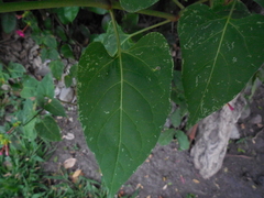 Mirabilis jalapa