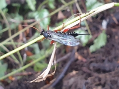 Echthromorpha intricatoria